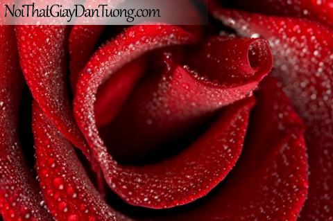 Tranh dán tường | Hoa hồng trong sương sớm