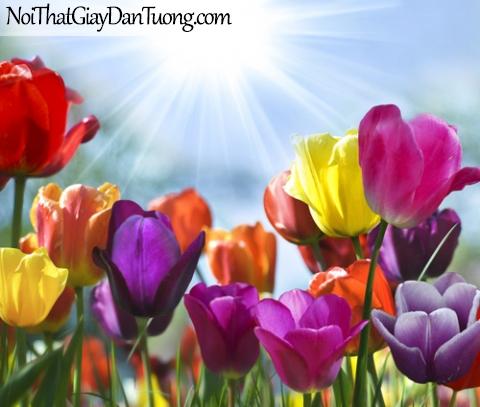 Tranh dán tường | Những bông hoa tulip đua mình khoe sắc trong nắng
