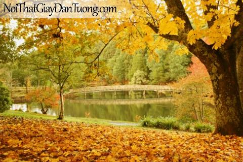 Tranh dán tường, cây cầu hồ nước và là vàng rụng giữa mùa thu DA0098