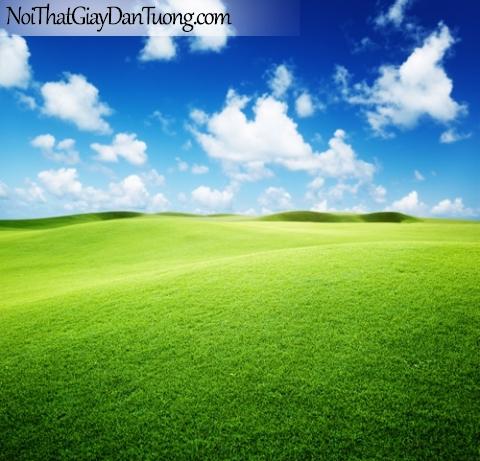 Tranh dán tường, bầu trời và thảm cỏ xanh mượt DA0167