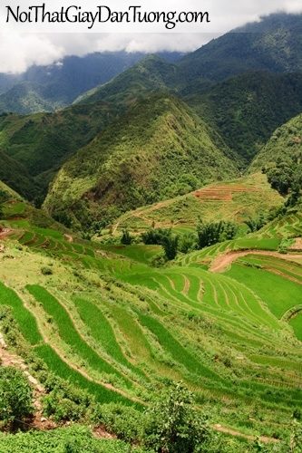 Tranh dán tường, những ngọn núi và ruộng bâc thang DA0305