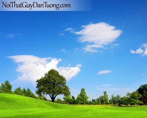 Tranh dán tường, bãi cỏ xanh với những cây cổ thụ dưới bầu trời thoáng đãng DA0344