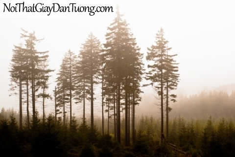 Tranh dán tường, rừng cây thông trong sương mù DA0347