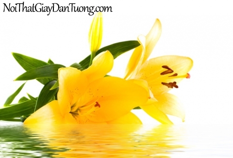 Tranh dán tường , cánh hoa màu vàng tươi thắm và hồ nước DA2088