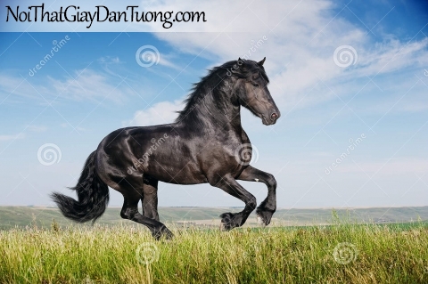 Tranh dán tường | chú ngựa dũng mãnh trên thảo nguyên cỏ xanh DA014