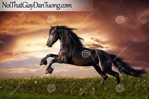 Tranh dán tường | chú ngựa phi vó đá của mình dưới bầu trời hoàng hôn DA013