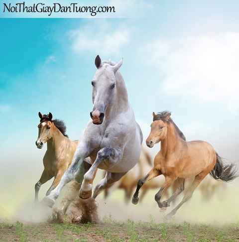 Tranh dán tường | những chú ngựa đua nhau giữa bầu trời xanh DA011