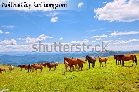 Tranh dán tường | những chú ngựa trên thảo nguyên DA006