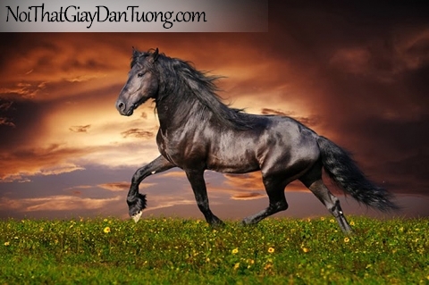 Tranh dán tường | sự uy nghi dũng mãnh của chú ngựa trên thảo nguyên và bầu trời DA015