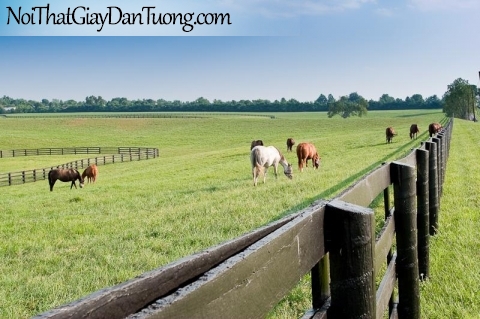 Tranh dán tường | bức tranh bát mã đẹp với những chú ngựa đang ăn trong trại chăn ngựa DA027