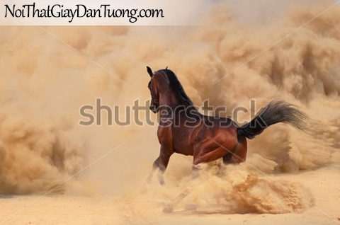 Tranh dán tường | bức tranh chú ngựa dũng mãnh phi trên miền đất khô cằn DA028