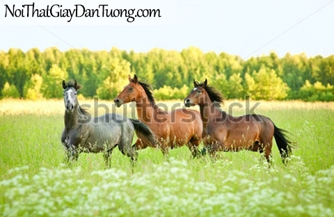 Tranh dán tường | bức tranh 3 chú ngựa trên thảo nguyên cỏ xanh DA040