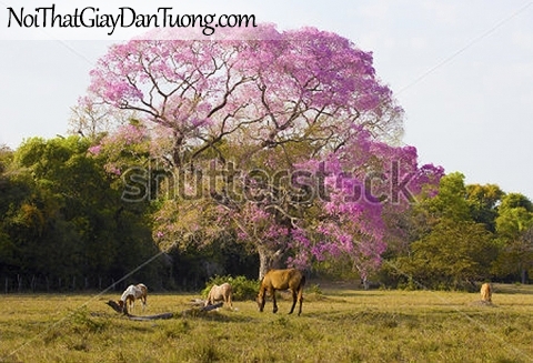 Tranh dán tường | bức tranh những chú ngựa ăn cỏ trên thảo nguyên xanh DA043