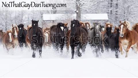 Tranh dán tường | những chú ngựa trong khu rừng tuyết mùa đông DA048