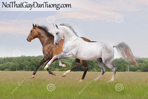 Tranh dán tường | Bức tranh 2 chú ngựa chạy trên thảo nguyên DA071