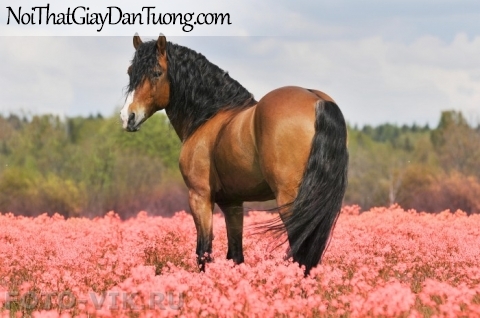 Tranh dán tường | bức tranh chú ngựa trên thảo nguyên nhiều hoa DA059