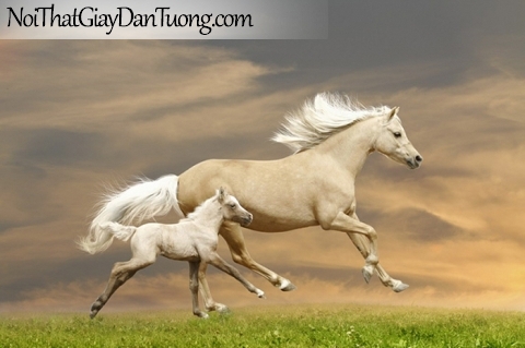 Tranh dán tường | Bức tranh ngựa mẹ cùng ngựa con chạy trên thảo nguyên rộng lớn DA064