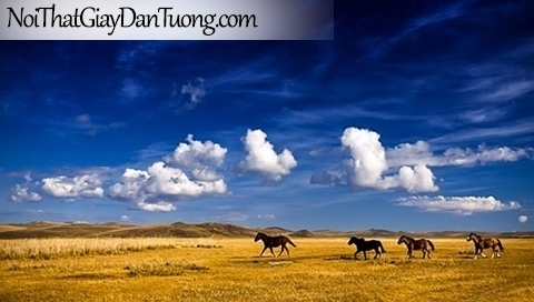 Tranh dán tường | những chú ngựa chạy trên thảo nguyên bao la DA068
