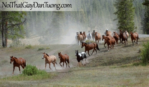 Tranh dán tường | những chú ngựa trong khu rừng xanh DA056