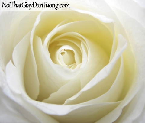 Tranh dán tường | Bức tranh bông hoa hồng trắng tuyệt đẹp DA2101
