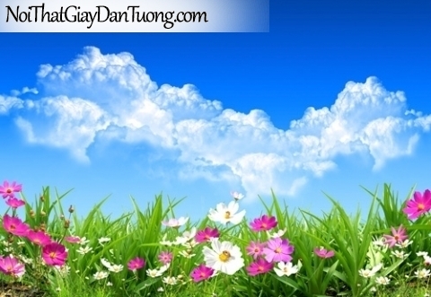 Tranh dán tường | bức tranh những bông hoa dưới bầu trời mây xanh DA2105