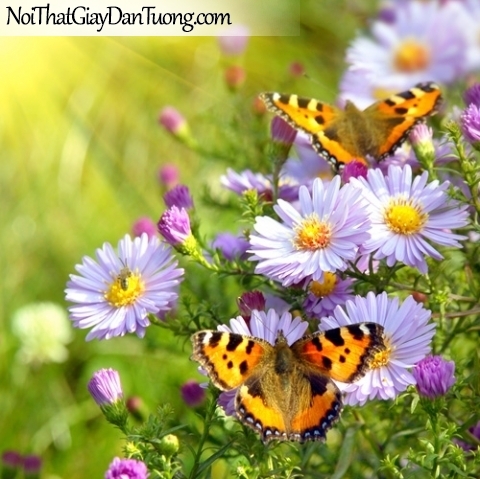 Tranh dán tường | những chú bướm đậu trên những bông hoa nhiều màu sắc DA2106