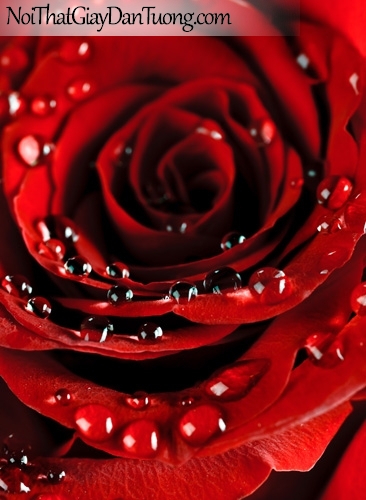 Tranh dán tường | Bức tranh bông hoa hồng đang khoe sắc cùng nới những giọt sương DA2133