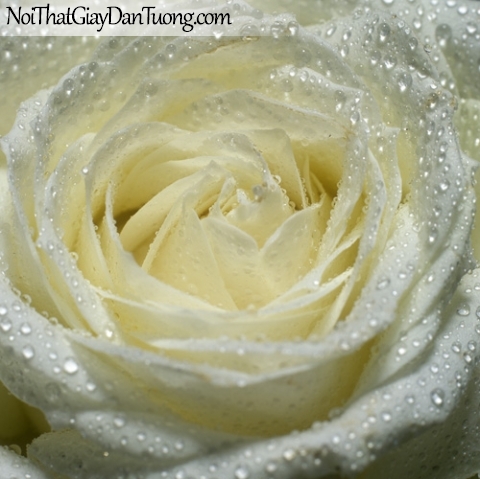 Tranh dán tường | Bức tranh bông hoa hồng trắng đang khoe sắc DA2137