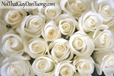 Tranh dán tường | Bức tranh những bông hoa hồng trắng đang khoe sắc DA2126