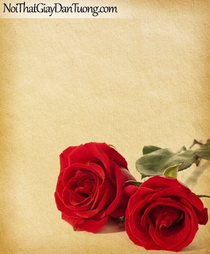 Tranh dán tường | Bức tranh 2 bông hoa hồng khoe vẻ đẹp riêng của mình DA2165