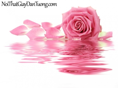 Tranh dán tường | Bức tranh bông hoa hồng đang khoe sắc trên mặt nước DA2166