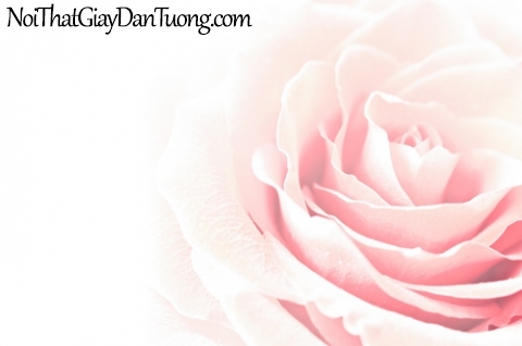 Tranh dán tường | Bức tranh bông hoa hồng xinh xắn DA2174