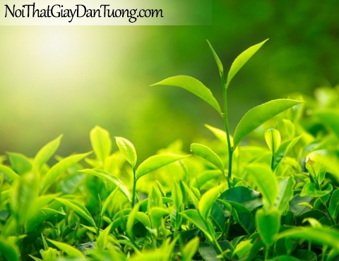 Tranh dán tường | Bức tranh những chồi non đang vươn lên dưới ánh mặt trời DA2189
