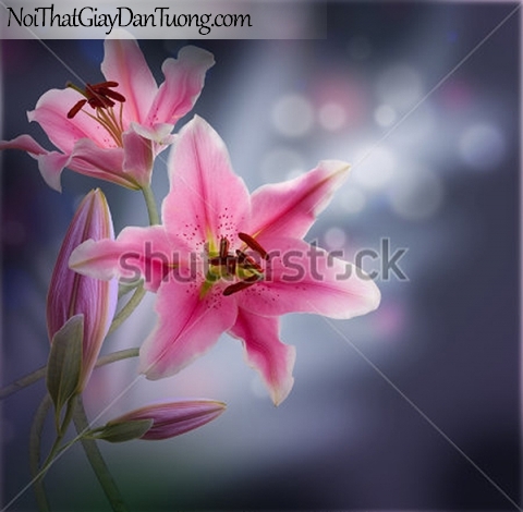 Tranh dán tường | Bức tranh bông hoa lan tuyệt đẹp DA2328