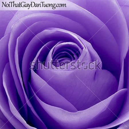 Tranh dán tường , bông hồng màu tím DA2353