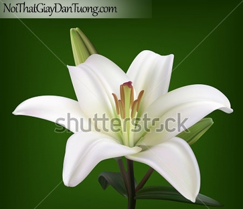 Tranh dán tường | Bức tranh bông hoa loa kèn trắng tuyệt đẹp DA2364
