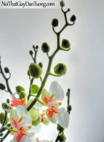 Tranh dán tường Komar (Đức) 1-608 | Cành phong lan đẹp lung linh