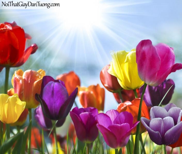 Tranh dán tường | Những bông hoa tulip đua mình khoe sắc trong nắng