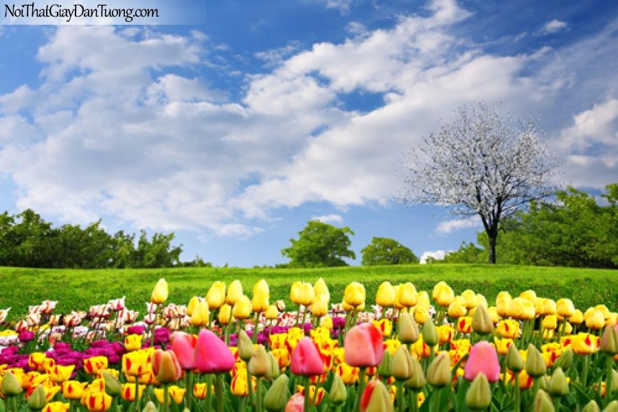 Tranh dán tường | Vườn loa tulip đẹp rực rỡ