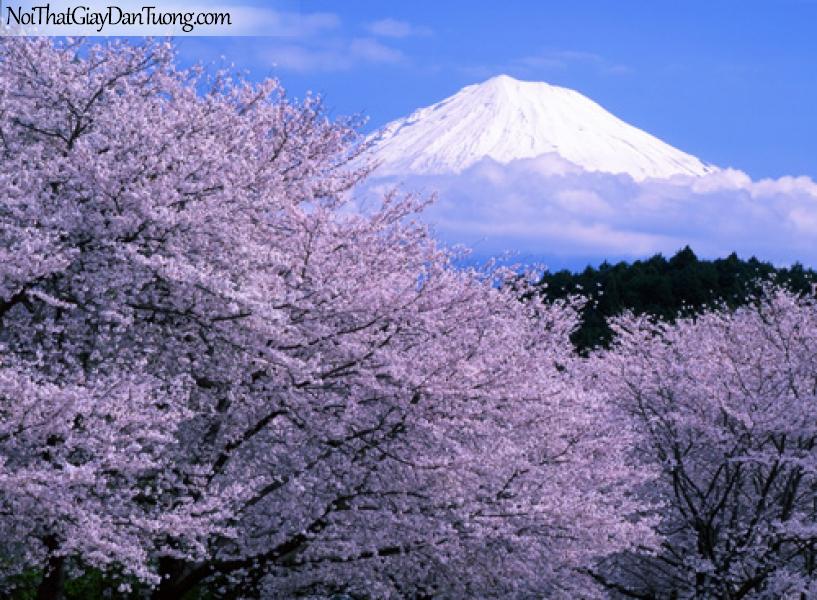 Tranh dán tường, cảnh núi tuyết và hoa đào Nhật Bản