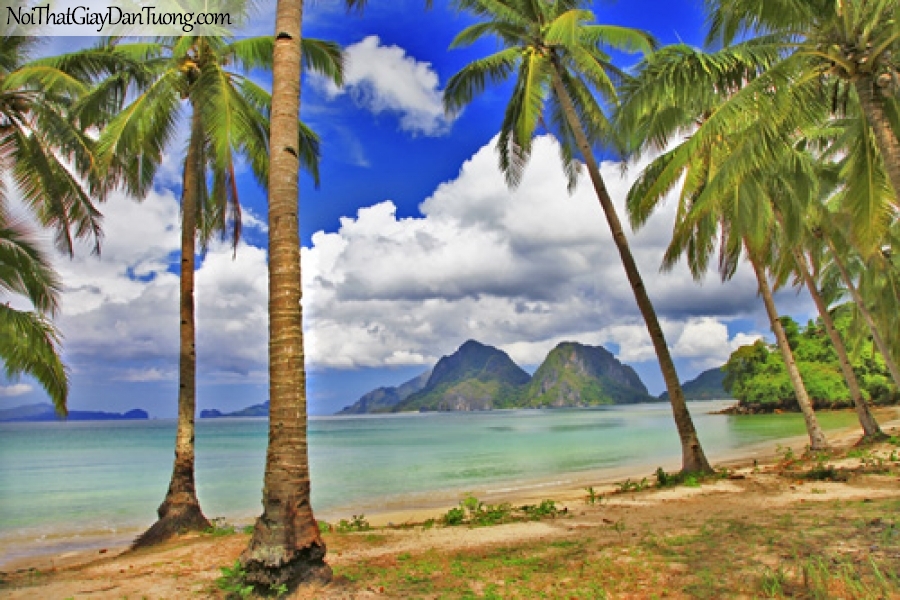 Tranh dán tường, ngắm cảnh biển và trời xanh hàng cây dừa DA1147
