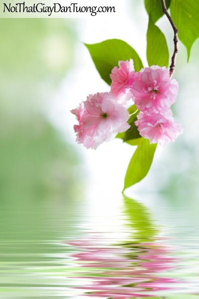Tranh dán tường , một cánh hoa màu hồng và hồ nước DA2064