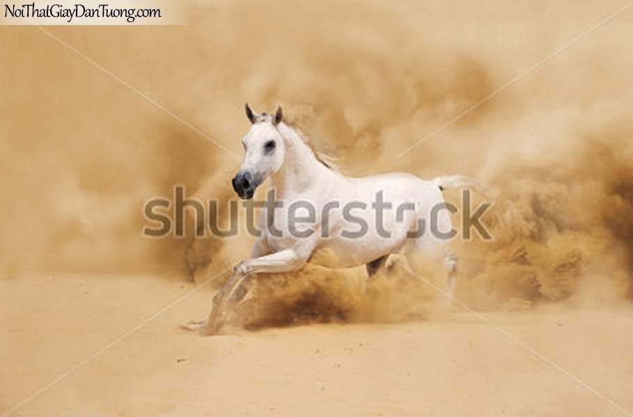 Tranh dán tường | bức tranh tuyệt tác chú ngựa tung hoành trên sa mạc DA020