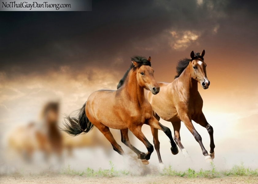 Tranh dán tường | bức tranh tuyệt tác những chú ngựa phi trên thảo nguyên dưới bầu trời DA018
