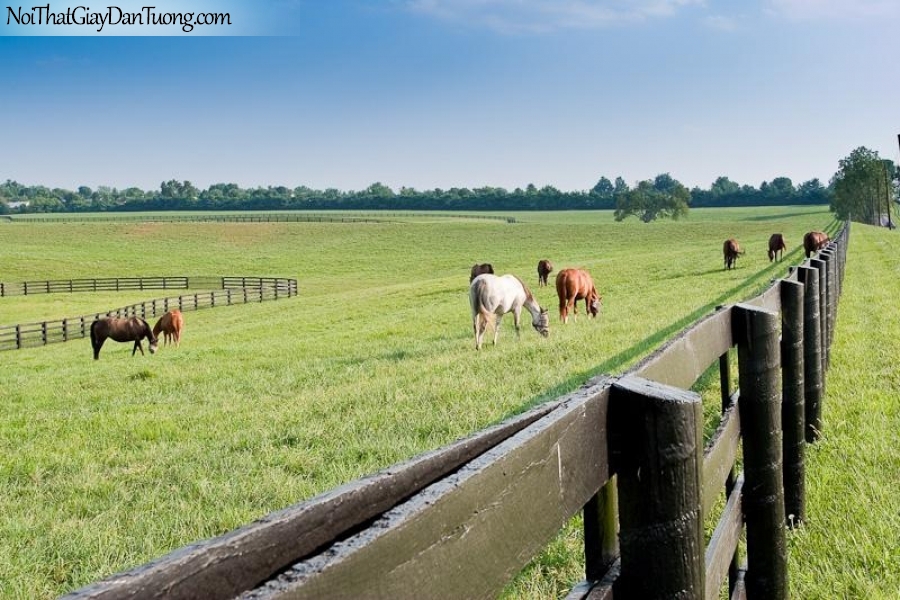 Tranh dán tường | bức tranh bát mã đẹp với những chú ngựa đang ăn trong trại chăn ngựa DA027
