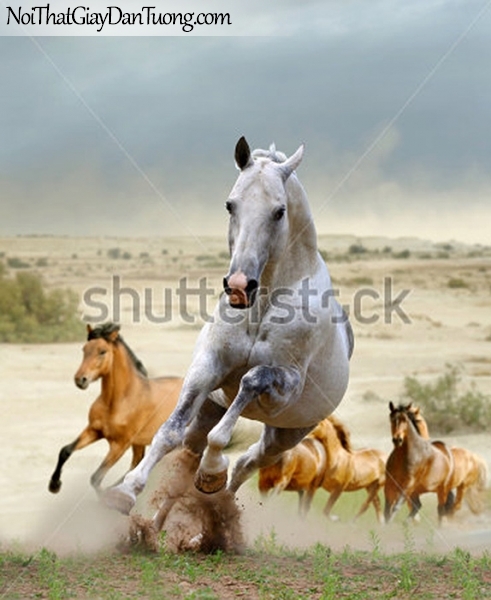 Tranh dán tường | bức tranh những chú ngựa thi tài cùng nhau trên thảo nguyên rộng lớn DA031