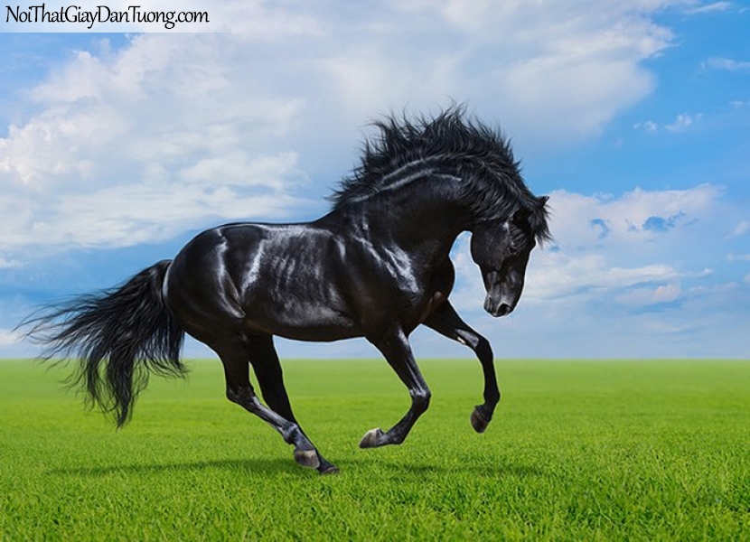 Tranh dán tường | chú ngựa tung vó đá dũng mãnh của mình trên thảo nguyên xanh DA030