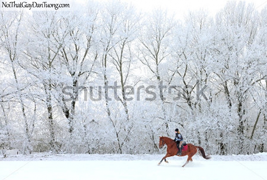 Tranh dán tường | bức tranh người cao bồi cưỡi ngựa giữa rừng tuyết mùa đông DA052