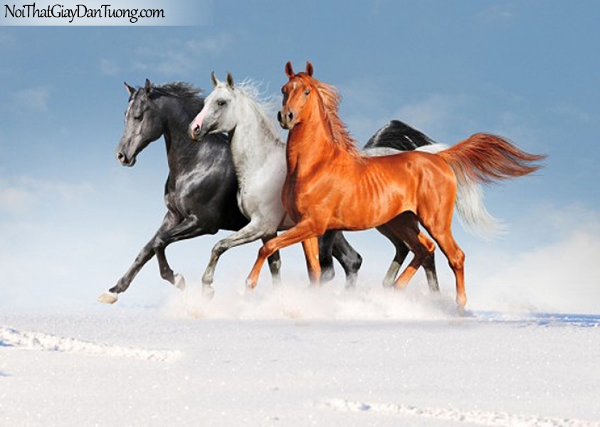 Tranh dán tường | bức tranh tam mã với 3 chú ngựa có 3 màu tuyệt đẹp DA044