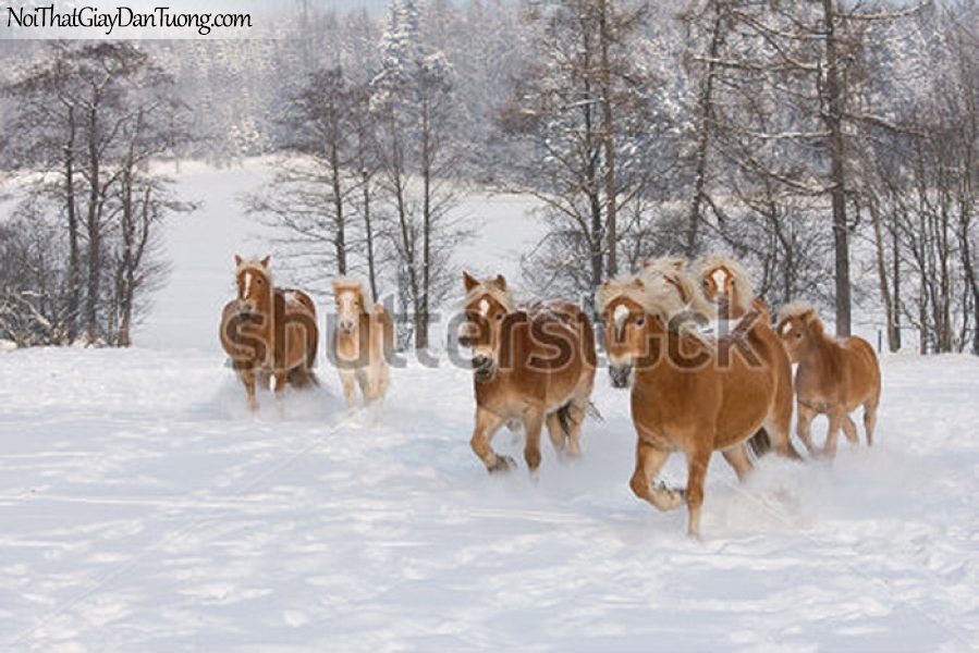 Tranh dán tường | Bức tranh những chú ngựa chạy trong khu rừng tuyết DA069
